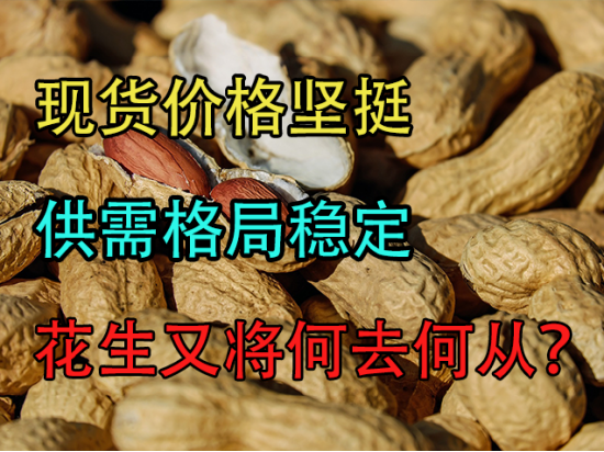 现货价格坚挺，供需格局稳定，花生又将何去何从？