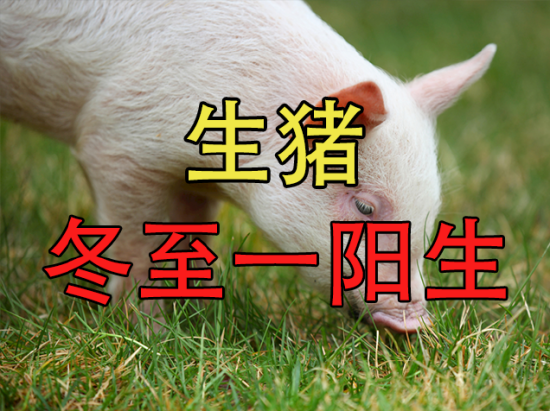 【中粮视点】生猪：冬至一阳生