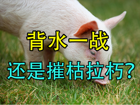 【中粮视点】生猪:背水一战,还是摧枯拉朽?