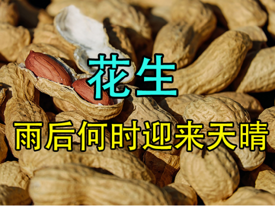 花生:雨后何时迎来天晴?