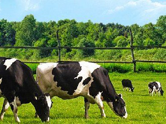 ESG观察|全球乳业首家 蒙牛获SGS合规管理体系认证