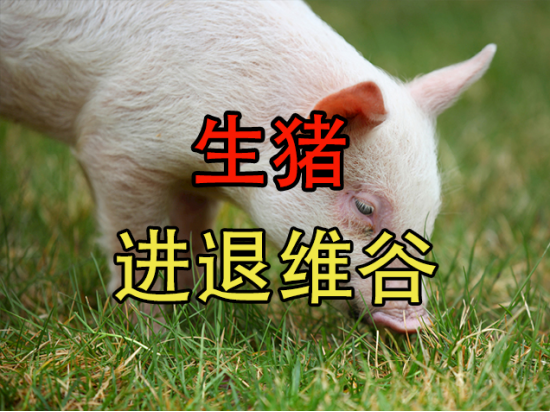 【中粮视点】生猪:进退维谷
