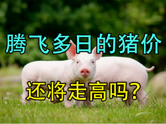 腾飞多日的猪价,还将走高吗?