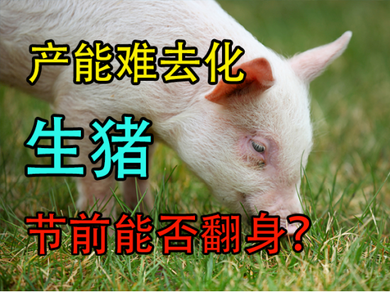 产能难去化,生猪节前能否翻身?