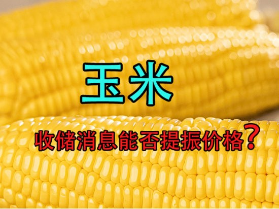 收储消息能否提振玉米价格?