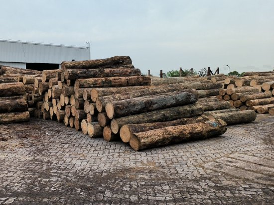 会议观点总结：原木产业链简介及基本面分析
