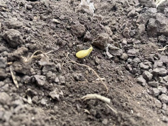 新浪期货黑龙江地区大豆、玉米调研（海伦、北安）