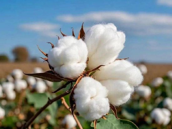 光大期货0611热点追踪:一周下跌超800点,棉花是洗盘还是崩盘?