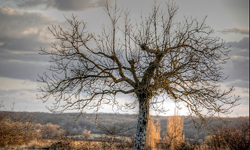 墓地开发商躺着也赚钱