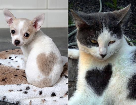 资料图片:狗和猫身上的心形皮毛.
