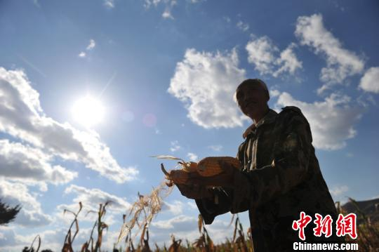 资料图 一年到头白忙活玉米当草料卖. 杨艳敏 摄