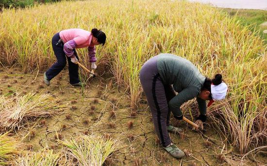 周天勇：《土地管理法》对农民极不公平！