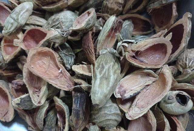 36岁歌手患口腔癌去世，一图看懂槟榔极简史