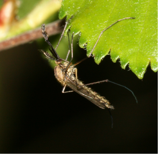 吸食植物汁液的雄性蚊子 (图片来源:Wikipedia)