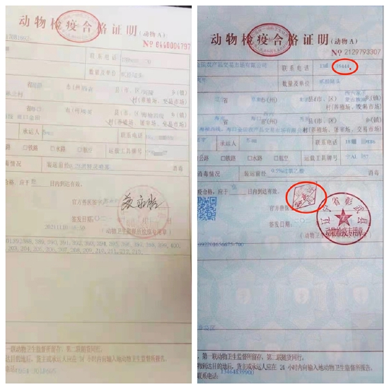 兽医隔空开肉牛检疫证运输司机千里分身