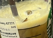 星巴克被曝喝出蟑螂