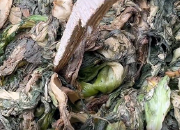 “腐菜”变“美味”？知名品牌汕头玉蕾食品橄榄菜生产环境像垃圾堆、苍蝇乱飞……