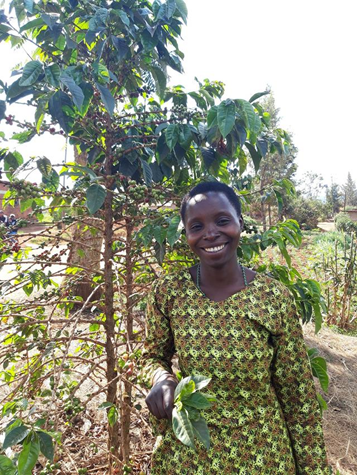 图说：为阿里巴巴供货的卢旺达咖啡农忒芙