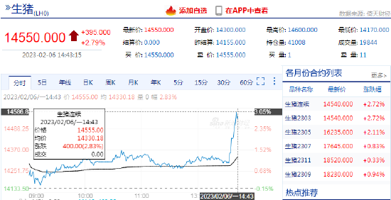 快讯：生猪期货主力合约尾盘快速拉涨，日内涨超3