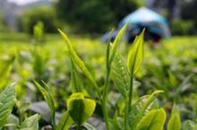 31家民营企业和社会组织联合倡议社会力量助力脱贫攻坚