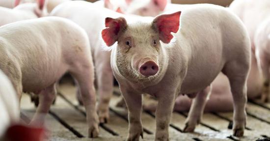 美国生猪存栏量创二战以来新高 价格创16年新低