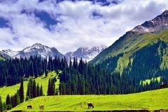 新疆维吾尔自治区人民政府关于对美国签署所谓“维吾尔强迫劳动预防法案”的严正声明