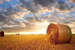 快讯：农业股异动拉升 金健米业涨停