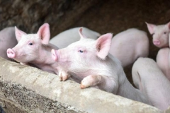 快讯：猪肉板块震荡走强 顺鑫农业涨停