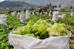 涪陵榨菜：上半年净利润5.16亿元 同比增37.24%