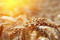 农业农村部：今年夏粮小麦增产丰收已成定局