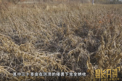 庄河大豆的“护身符”