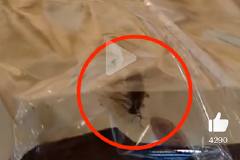 沃尔玛面包出现蟑螂，专家：食品安全没有可商量余地