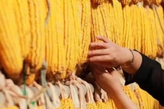 辛巴疑怼东方甄选“打着助农的旗号赚取暴利”，董宇辉这么回应