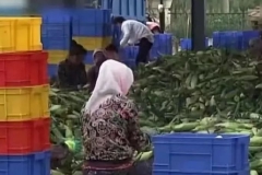 10个细节解惑东方甄选玉米之争：地头收购价多少？谷贵会富农吗？