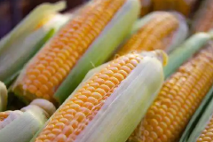 6元一根的玉米下架，销售环节不能挣钱最终会苦了农民