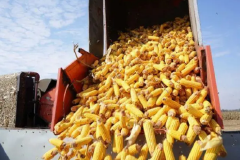 东方甄选6块钱玉米背后，是一场事关中国农业升级的大讨论
