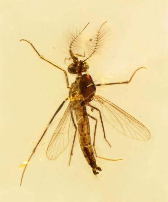 本次发现的两枚黎巴嫩琥珀中1.3亿年前的雄蚊子(来源:南京古生物研究所)