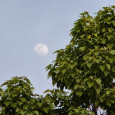 可有仙子迎风立