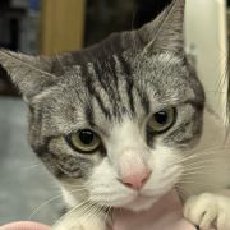 威尼斯摆渡人的水域