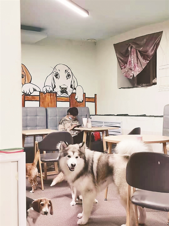 “宠咖”内宣泄压力