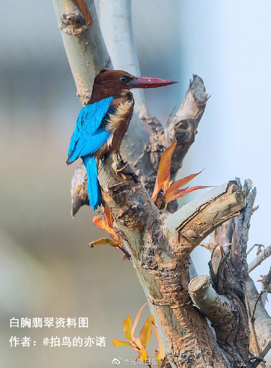 北京一女子销售翠鸟制品被刑拘
