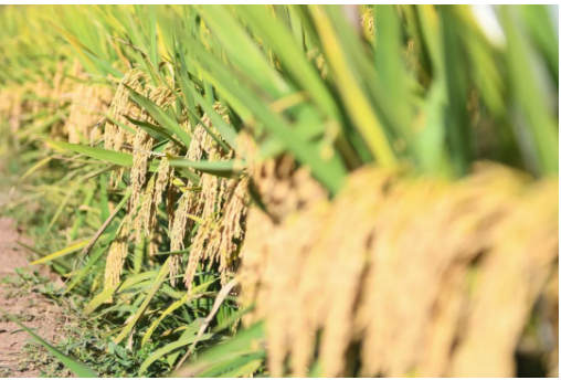  这是第三代杂交水稻新组合试验示范衡南基地测产现场待收割的水稻（10月21日摄）。新华社记者 陈泽国 摄