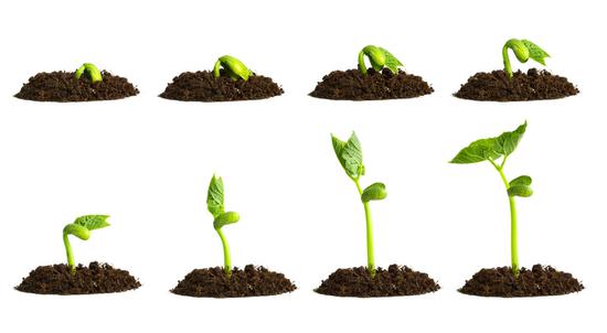 拜耳成全球最大种子农化巨头