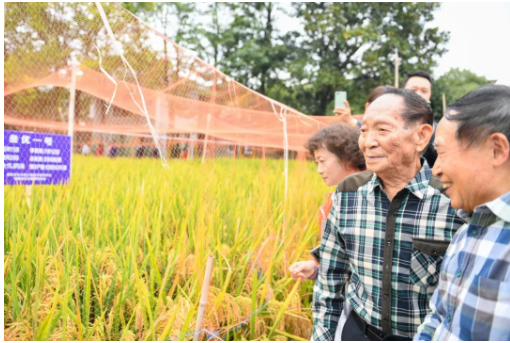  10月22日，袁隆平（右二）与测产专家组考察位于长沙的湖南杂交水稻研究中心试验示范田。新华社记者 陈泽国 摄