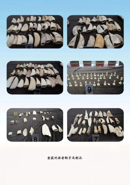 黑龙江警方破获特大跨境走私抹香鲸牙齿案 涉案金额千万元|黑龙江省