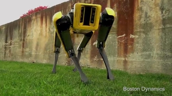 美国波士顿动力公司的机器狗SpotMini在草坪上“撒欢”小跑