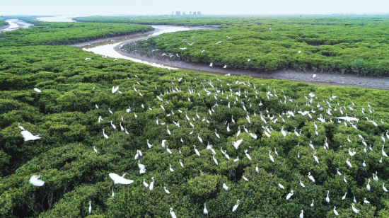 （中国石油大庆油田碳中和林）