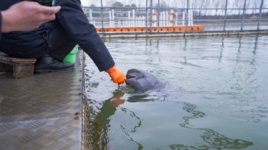 天鹅洲保护区工作人员正在为江豚喂食