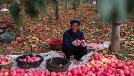永辉超市源头直采 陕西果农的苹果地