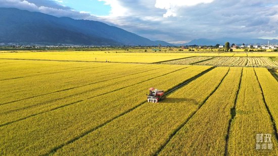 △云南大理，万亩水稻迎来丰收季。（图/视觉中国）